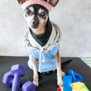 A Importância de Atividades e Exercícios em Creches e Hotéis para Cachorros