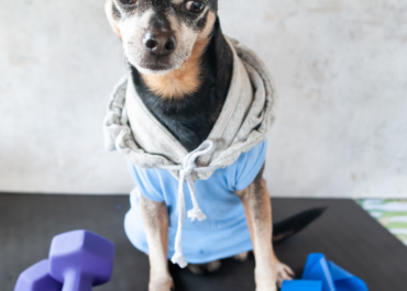 A Importância de Atividades e Exercícios em Creches e Hotéis para Cachorros