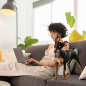 Segurança em Hotéis e Creches para Cachorros: O Que Verificar Antes de Escolher