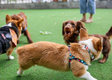 Benefícios da Socialização Canina em Creches e Hotéis para Cães