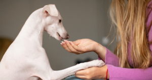 A importância da vermifugação canina: cuidado essencial para a saúde do seu pet e dos amiguinhos da creche